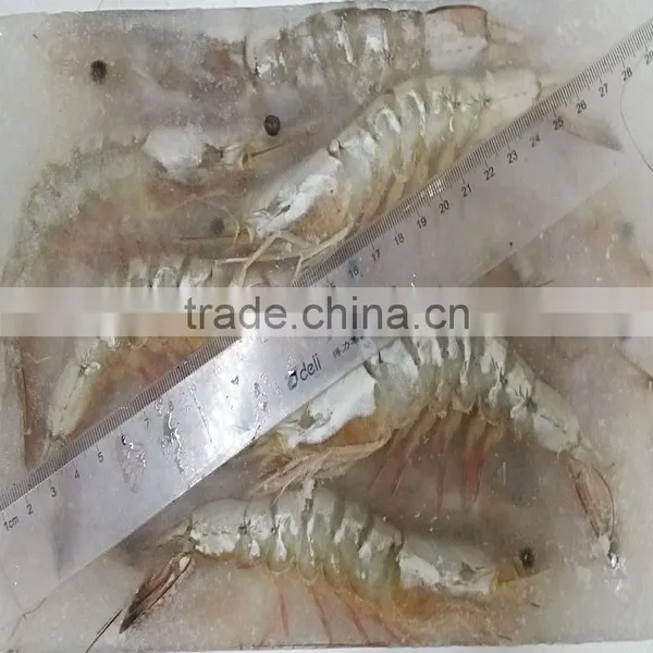 Frozen W/R Vannamei White Shrimp photo-2