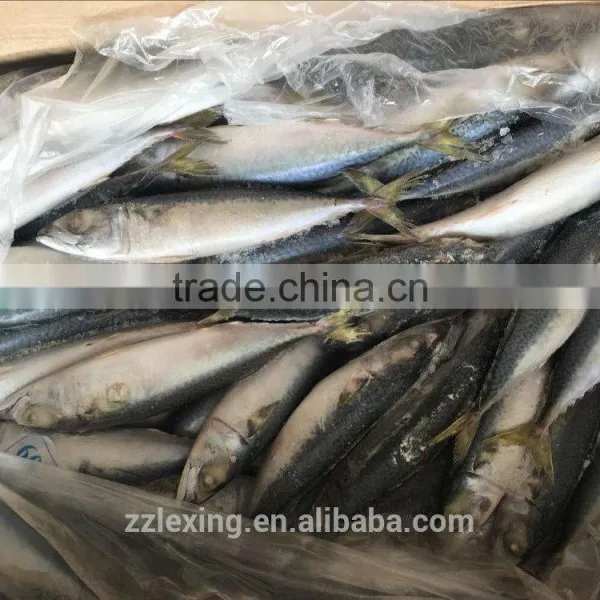 Frozen Pacific Mackerel Fish photo-2