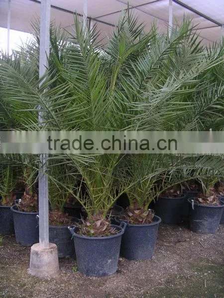Phoenix Canariensis From 80/100 in 5 Liters Pot photo-2
