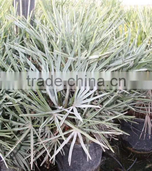 Chamaerops Humilis Cerifera photo-6