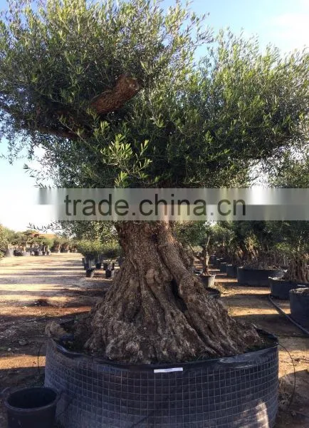 Olive Tree "Lechin"- Olea Europaea "Lechin Ejemplar" photo-2