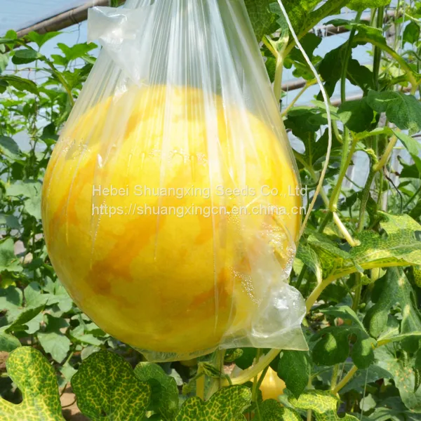 Good Flavor Hybrid Golden Yellow Rind Watermelon Seed photo-5