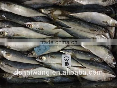 Landing Frozen Horse Mackerel With Size 60 - 80 photo-3