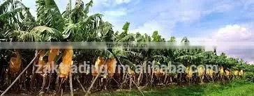 Fresh Banana photo-5