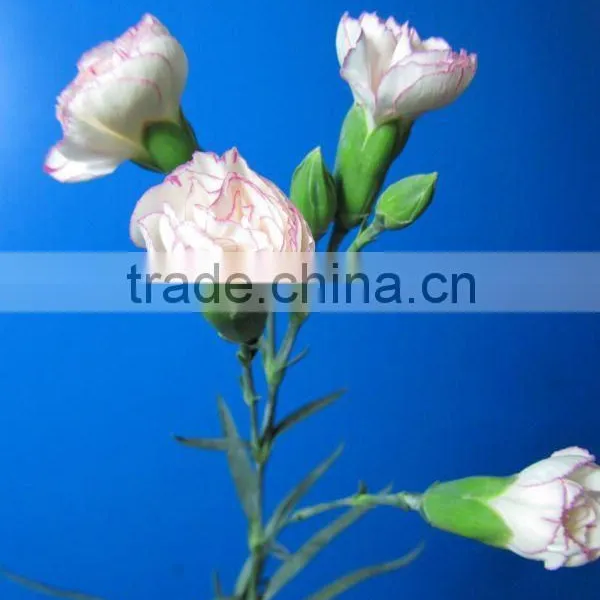 2016 Most Popular Long Stem Fresh Spray Carnations Cuttings photo-4