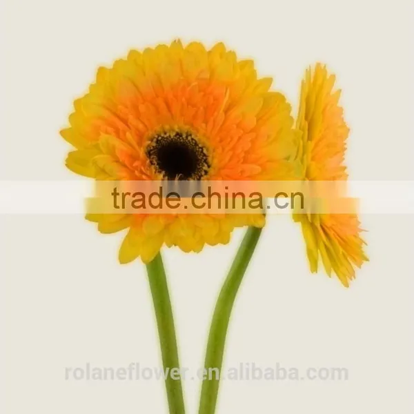The Neatest Rate Cute Artificial Trumpet Flower Flower Flowers Flower Boxes With 70-80cm Long From Yunnan, China photo-6
