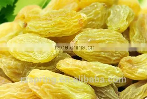 Chinese Good Quality Green Raisins photo-4