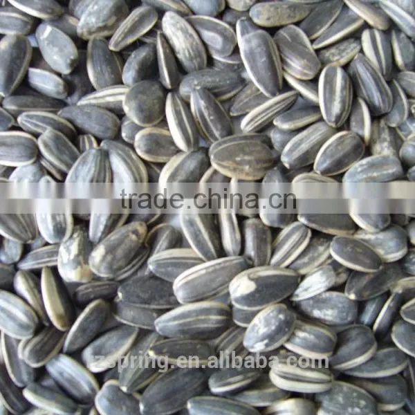 SUNFLOWER SEED ,SUNFLOWER SEED KERNLES photo-6