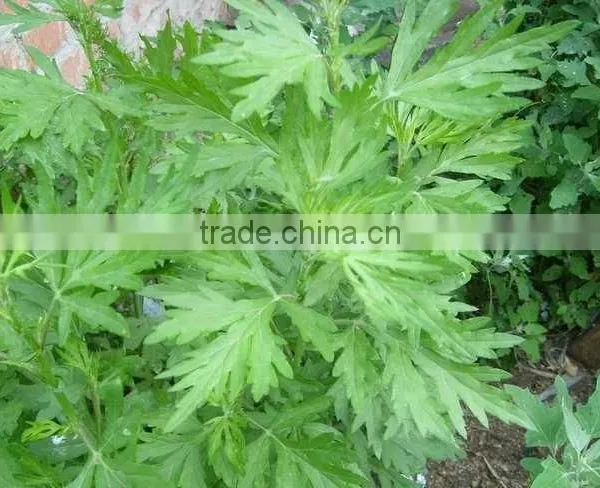 gmp approved mugwort oil/absinthe Oil