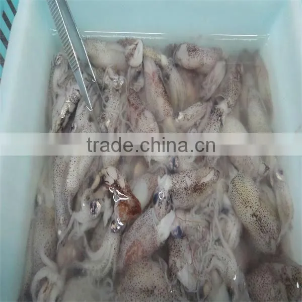 Frozen Boneless Cuttlefish Squid