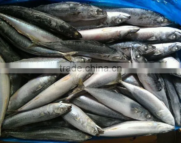 Ready Stock Sea Frozen Mackerel for Market photo-3