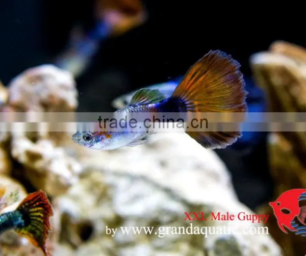 Guppy Fish XXL Size for Aquarium Fish Export photo-6