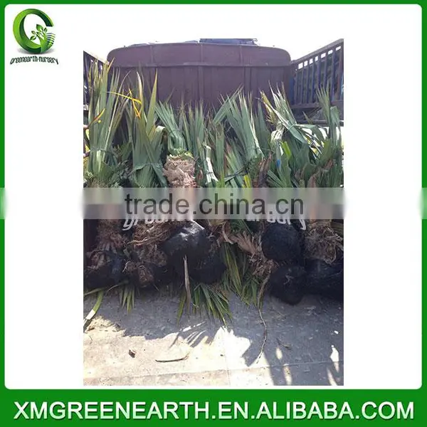 Pandanus Utilis (1) photo-2