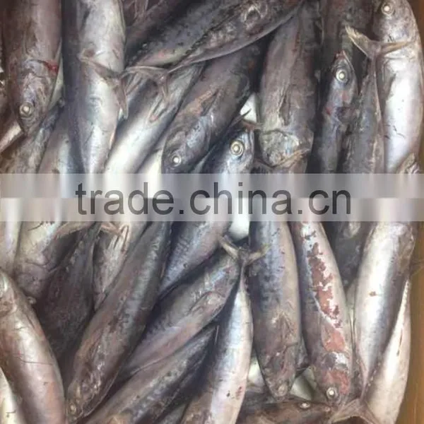 A Grade 5-8pcs/kg Seafrozen Bonito WR photo-3