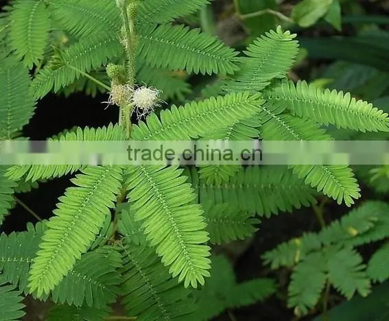 Mimosa, Flower Seeds , Herb Seed,vegetalbe Seed,fruit Seed,grass Seed