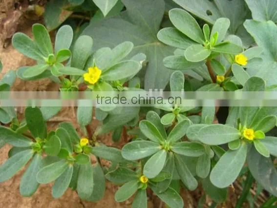 Portulacaceae ,Portulaca, Flower Seeds , Herb Seed,vegetalbe Seed,fruit Seed,grass Seed photo-3