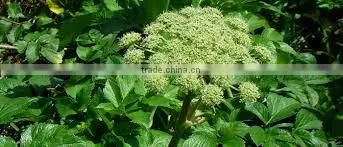 ANGELICA ROOTS OIL
