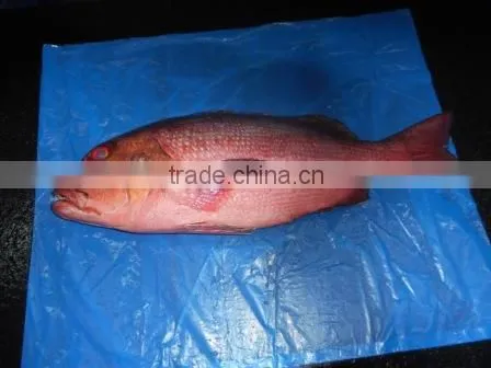 RED SNAPPER photo-5