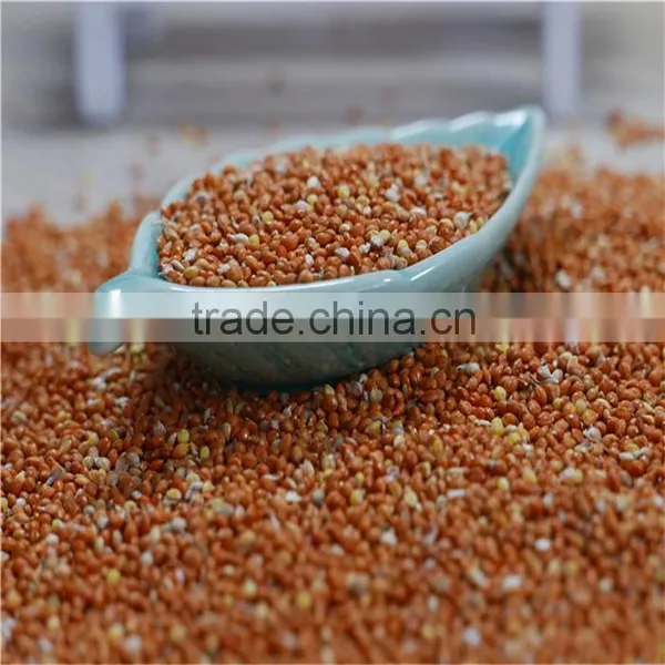 Red Millet in Husk 2016 Crop High Quality photo-4
