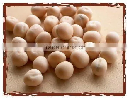 Yellow Pea