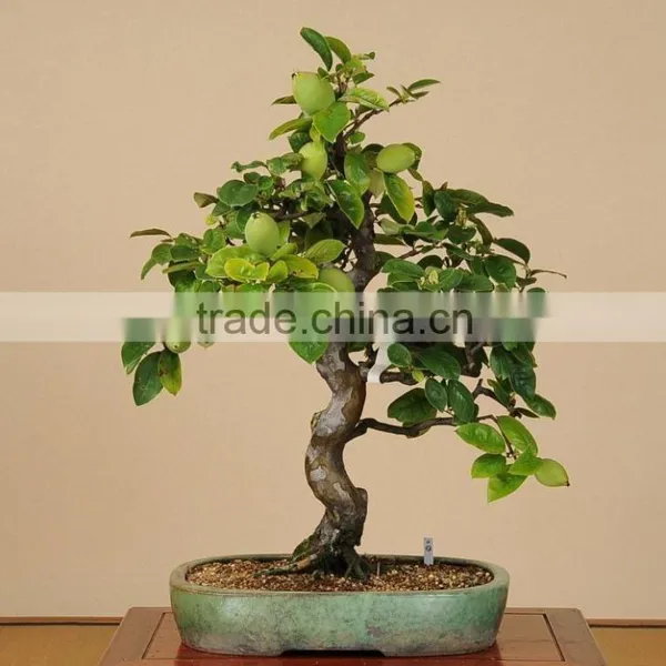 Tropical Fruit Trees