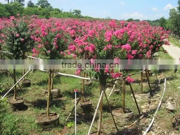 Small Leave Lagerstroemia Indica photo-4