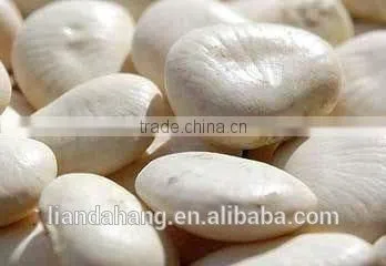 A Range of Kidney Beans photo-4