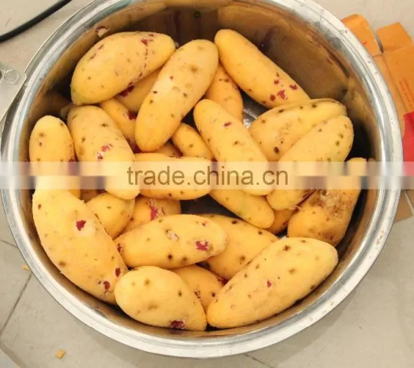 GL-380 Full Automatic Potato Vegetable and Fruit Washing and Peeling Machine photo-6