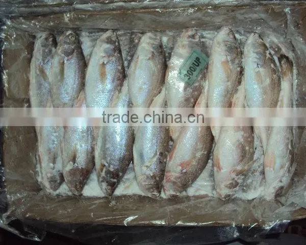 Frozen Silver Croaker photo-6