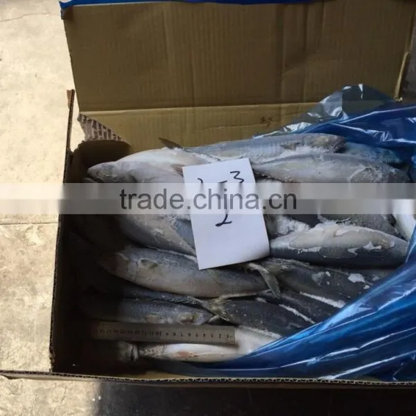Frozen Pacific Mackerel photo-2