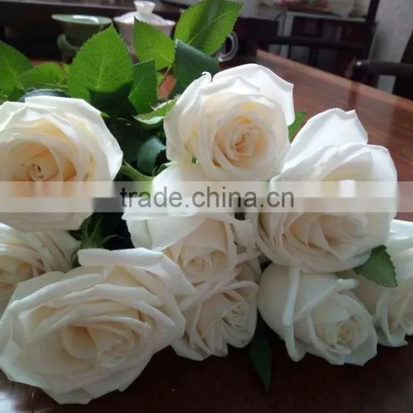 Supply Fresh Cut Flower Hot Sale 20 Stems/Bundle White Rose Wholesale From Yunnan,China photo-3