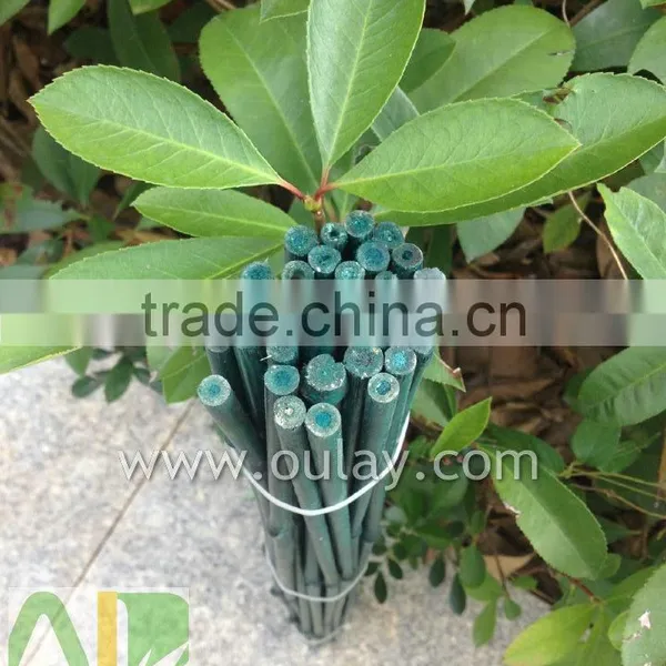 Green Bamboo Dried,round Flower Sticks for Sale photo-4