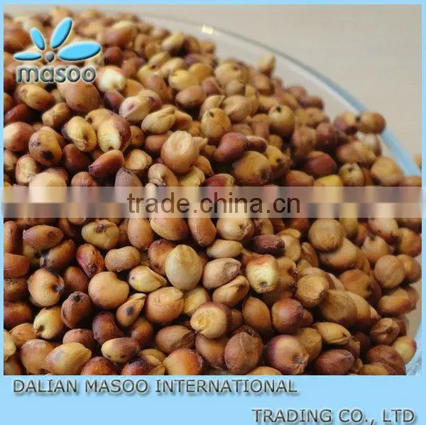 Sweet Sorghum Seed