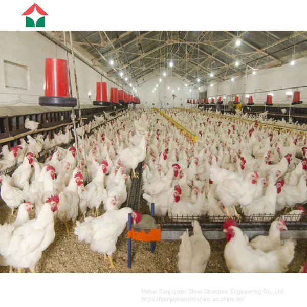 Full Automated Comlit Chicken House photo-5