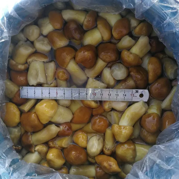 Stropharia in Brine photo-2