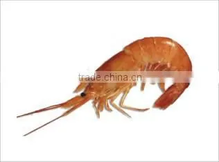 Frozen Argentine Red Shrimp - Whole or Tails