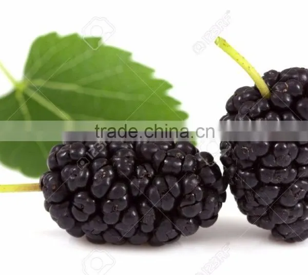 Nature Pure Mulberry Leaf Powder Producers photo-2