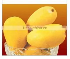 Fresh Hot Sell High Quality Mango