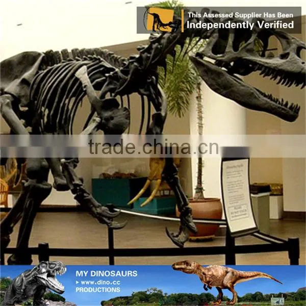 MY Dino-C098 Dinosaur Museum Model Scale Animals Skeleton photo-3
