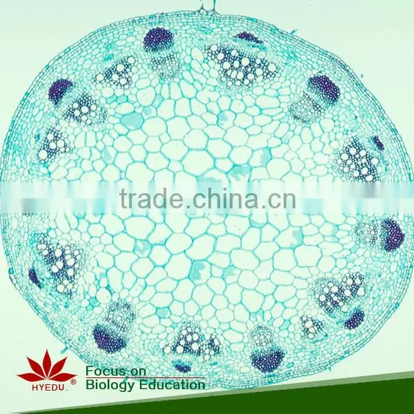 Microscope Prepared Slides ,Stem Slides, Stem of Abnormal Condition Prepared Slides photo-2