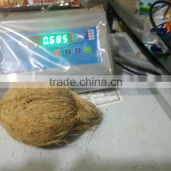 Semi Husked Coconuts !!! Bulk Order !!!