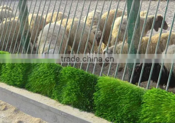 Automatic Hydroponic Barley Grass Fodder Planting Machine for Animal,livestock,cattle,sheep photo-2