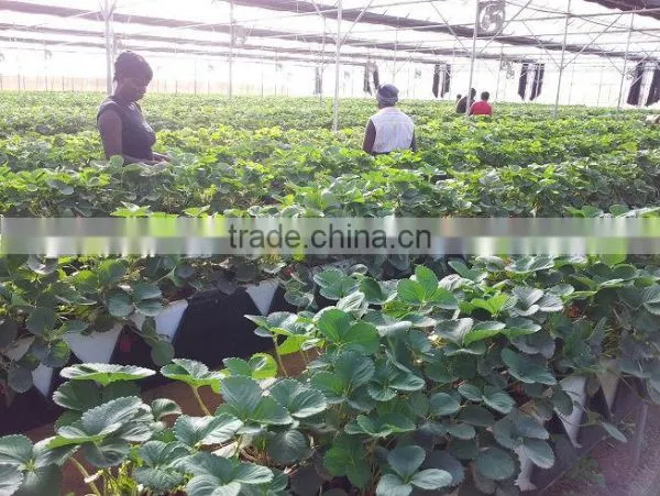 BK Trough Hydroponics photo-4