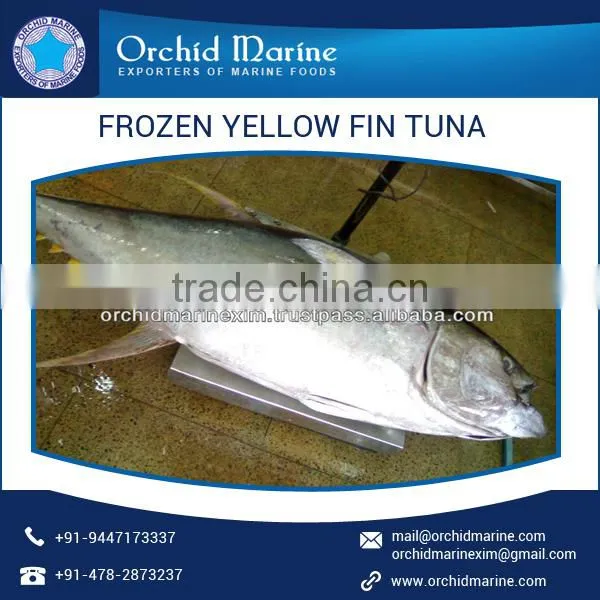 Yellowfin Tuna With Definite Flavor Available From Top Manufacturer/Supplier photo-4