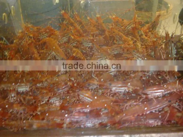 Live Spot Prawn photo-4
