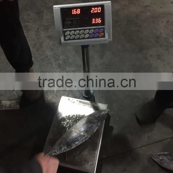 Best Quality Reasonable Price Frozen Bonito Sarda Sarda photo-2