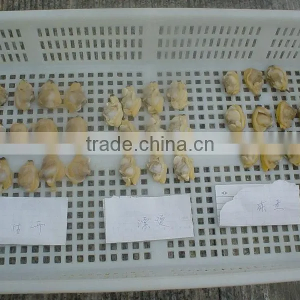 Frozen Cooked Baby Clam Meat photo-3