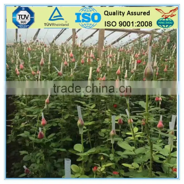 Safeguarded Cheap Rose Flower Bud Netting photo-2