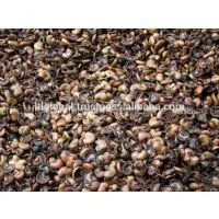 Sell Cashew Nut Shell