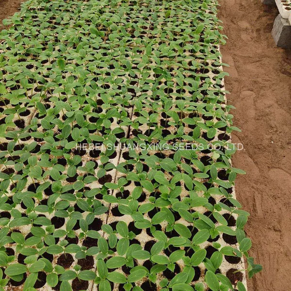 Good Quality High Yield Hybrid F1 Green Cucumber Seeds for Sale photo-3